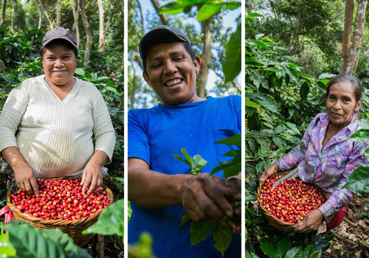 Green coffee available in the USA. We are ready to fill your orders quickly!
